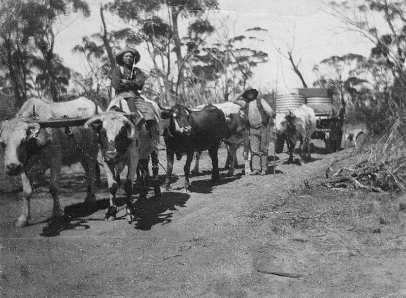 1912 - Bullock team of J A and C J Rayner